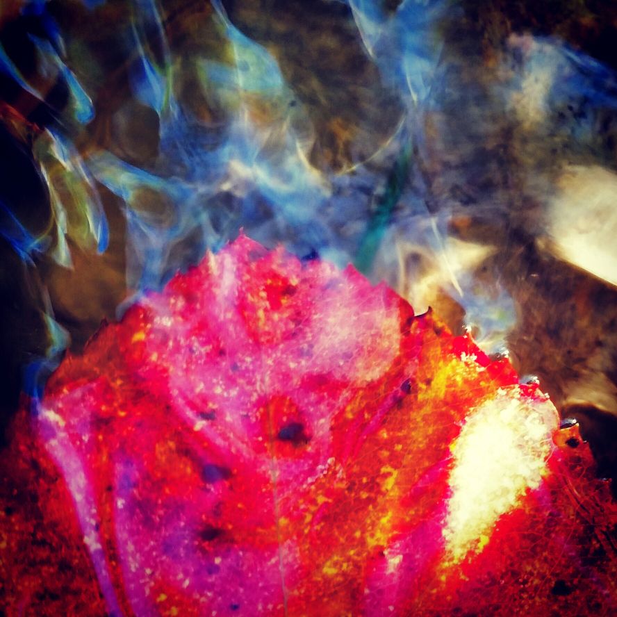 LiquidLightLeaves # 34